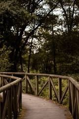 Fototapeta na wymiar Puente de madera cruzando un bosque