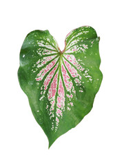 Pink leaf of Caladium plant isolated on white background,Objects with Clipping Paths