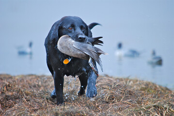 Black Lab making a retrieve
