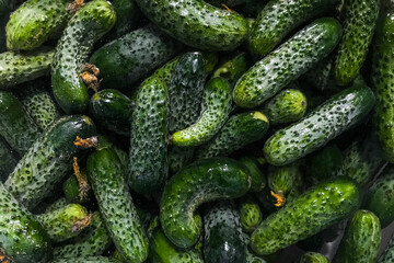 Handful of green polish cucumbers before pickling