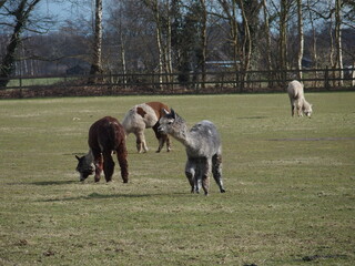 Vicugna pacos, Alpakas auf einer Wiese