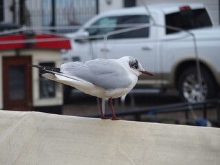  Larus ridibundus, Lachmöwe