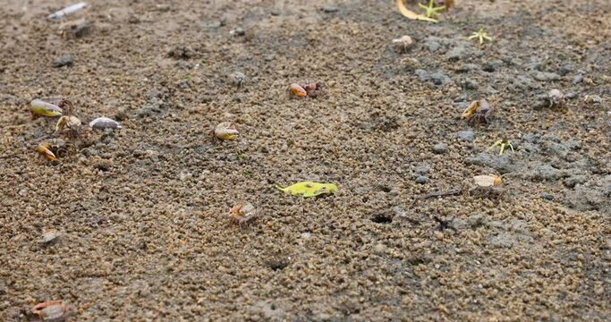 Fiddler crabs (Ocypodidae) characterized by very unequal cheliped sizes in males in intertidal zones feed and dig burrows in the inshore muddy or sandy beach with mangroves in Pak Nai, Hong Kong