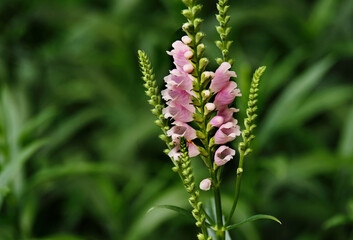 Physostegia blooms