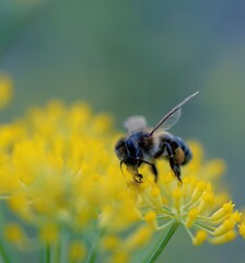 Bee on anise flower searching for pollen