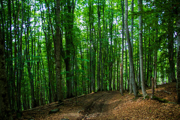 Fototapeta na wymiar Beautiful green forest with forest path. Tall green trees. Forest landscape.