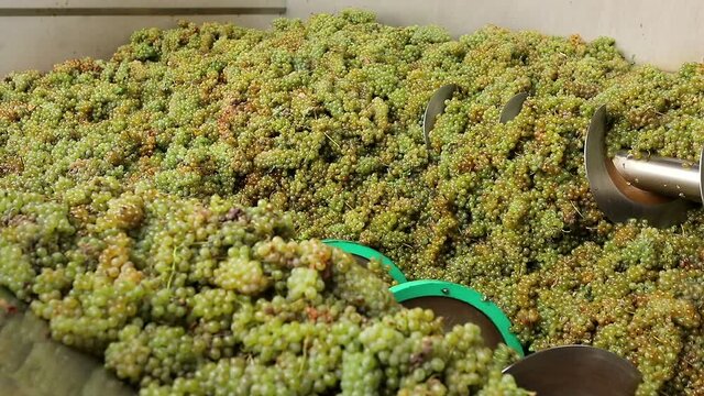 Grape harvest : Squeeze The Grape With The Press. Making Wine At Winery  Grape sheller at the work with white grapes. Stemmer crusher crushing grapes at a winery . Wine making process . Slow Motion .