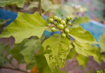 Eggplant is a vegetable garden