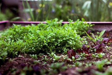 young green garden plants vegetables in garden. close up