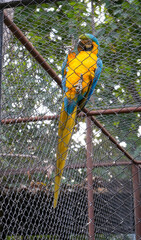 Macaw parrot blue yellow