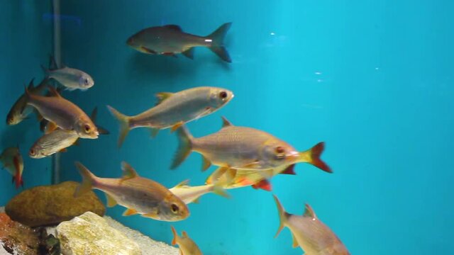 a flock of river roach fish in the aquarium. a fish swims on a blue background. visit to the museum of live fish.