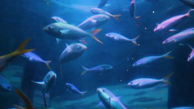 a flock of sea fish in an aquarium. a fish swims in a circle on a blue background. visit to the museum of live fish