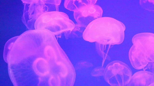 a group of transparent moon jellyfish swims in an aquarium. underwater shots with glowing pink jellyfish moving slowly in the water. marine life, marine background, museum of marine animals.