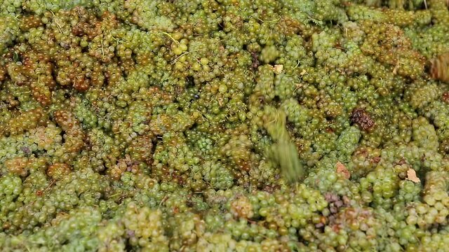 Grape harvest : Squeeze The Grape With The Press. Making Wine At Winery  Grape sheller at the work with white grapes. Stemmer crusher crushing grapes at a winery . Wine making process . Slow Motion .