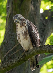Common buzzard, pale-variant, juvenile