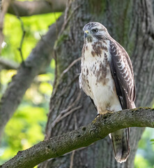 Common buzzard, pale-variant, juvenile