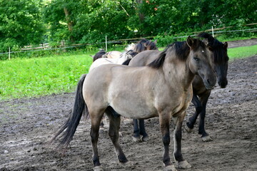 A close up on a herd of grey, white, and black horses and stallions walking along a muddy paddock with a grass covered lawn, pastureland, or meadow situated nearby next to a forest or moor in Poland