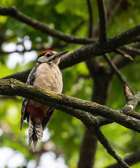 Great spotted woodpecker