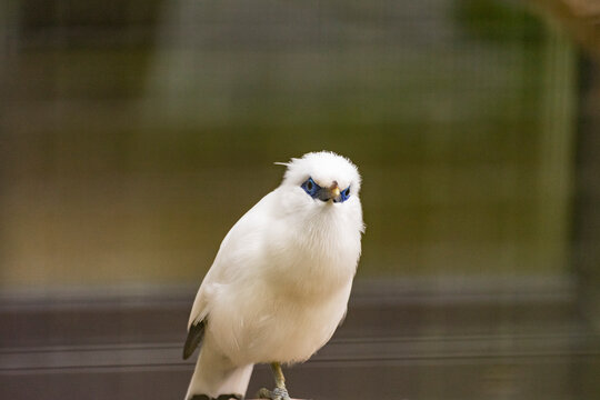 Śnieżnobiały szpak balijski