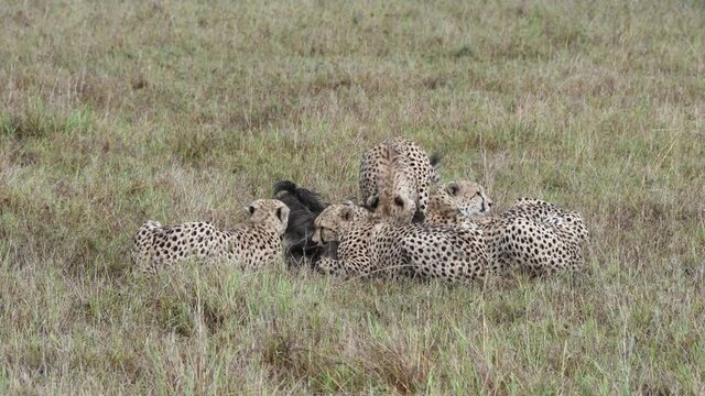 2 Cheetahs males Hunting wildebees , Maasai Mara