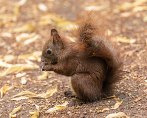 Naklejka na ściany i meble Red squirrel eating nuts