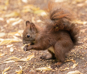 Red squirrel eating nuts