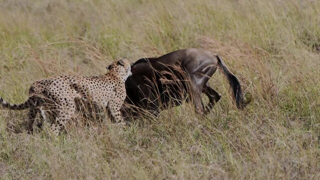 2 Cheetahs males Hunting wildebees , Maasai Mara
