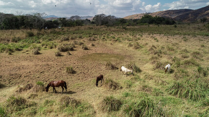 Naklejka na ściany i meble drought is a problem that is affecting the entire world, in Brazil it is no different. in the interior of Rio de Janeiro, vegetation and climate have changed a lot for some time now. everything is dry