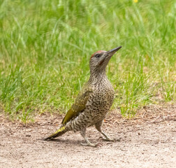 Green woodpecker, juvenile