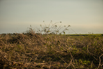 drought is a problem that is affecting the entire world, in Brazil it is no different. in the interior of Rio de Janeiro, vegetation and climate have changed a lot for some time now. everything is dry