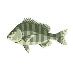 sheepshead fish ,vector illustration, flat style, side  view