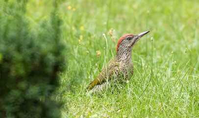 Green woodpecker, juvenile