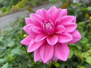 Fototapeta premium pink dahlia flower