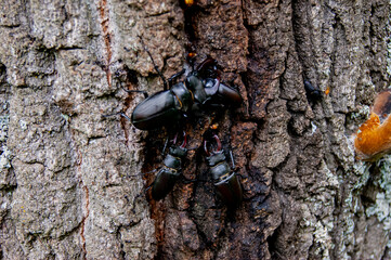 The stag beetle. A beetle in the red book. A very rare beetle.