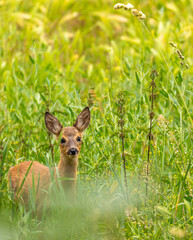 Young roe deer in long meadow grass