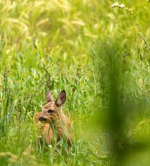Young roe deer in long meadow grass