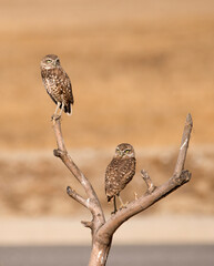 A pair of burrowing owls on a branch with yellow eyes searching for prey near Ontario California