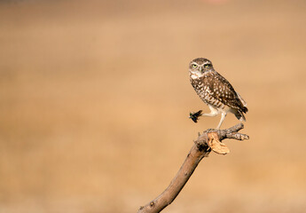 Burrowing owl perched on a branch with a figeater june beetle ready to snack near Ontario California