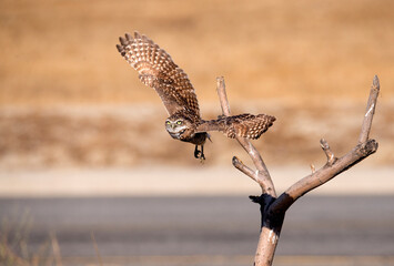Burrowing owl takes off from a branch near Ontario California