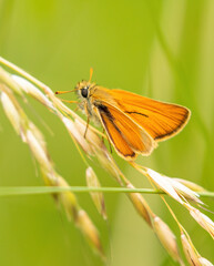 Small skipper butterfly