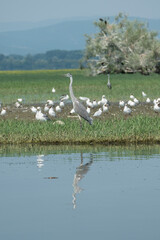 Greece, Lake Kerkini, gray heron in profile on the shore