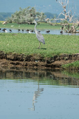 Fototapeta premium Greece, Lake Kerkini, gray heron on the shore and its reflection