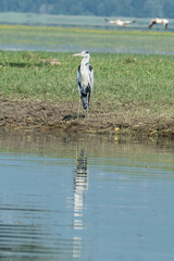 Fototapeta premium Greece, Lake Kerkini, gray heron on the shore