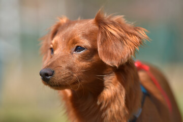 Small ginger dog of the Nevskaya Orchid breed