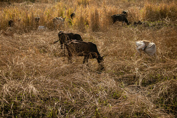 drought is a problem that is affecting the entire world, in Brazil it is no different. in the interior of Rio de Janeiro, vegetation and climate have changed a lot for some time now. everything is dry
