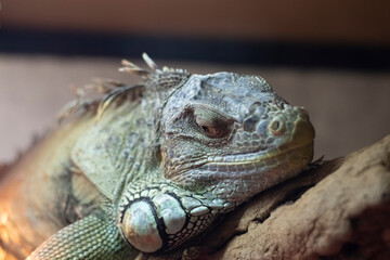 Looking into the lens, common iguana in a terrarium, close up