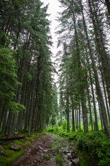 pine tree forest footpath trail