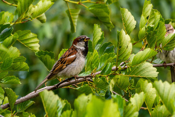 Sparrow sits on the branch