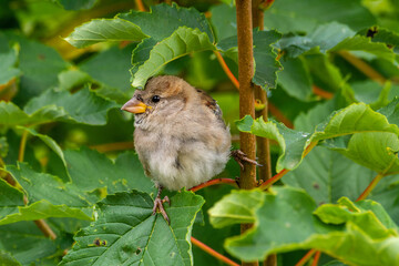 Sparrow sits on the branch