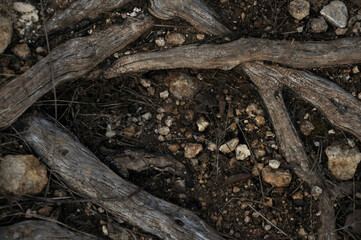 roots of a tree